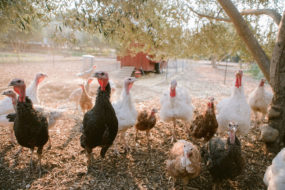 Heritage Poultry on Regusci Ranch