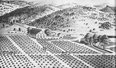 Regusci Historical Sketch of Occidental Vineyards