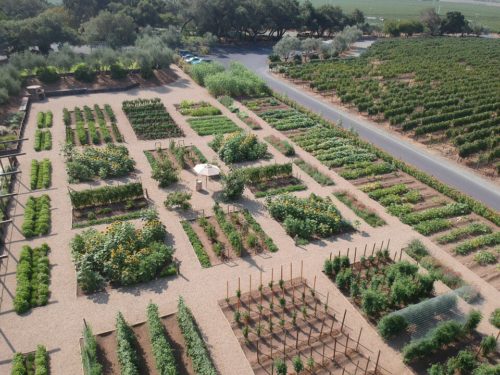 Regusci Culinary Garden