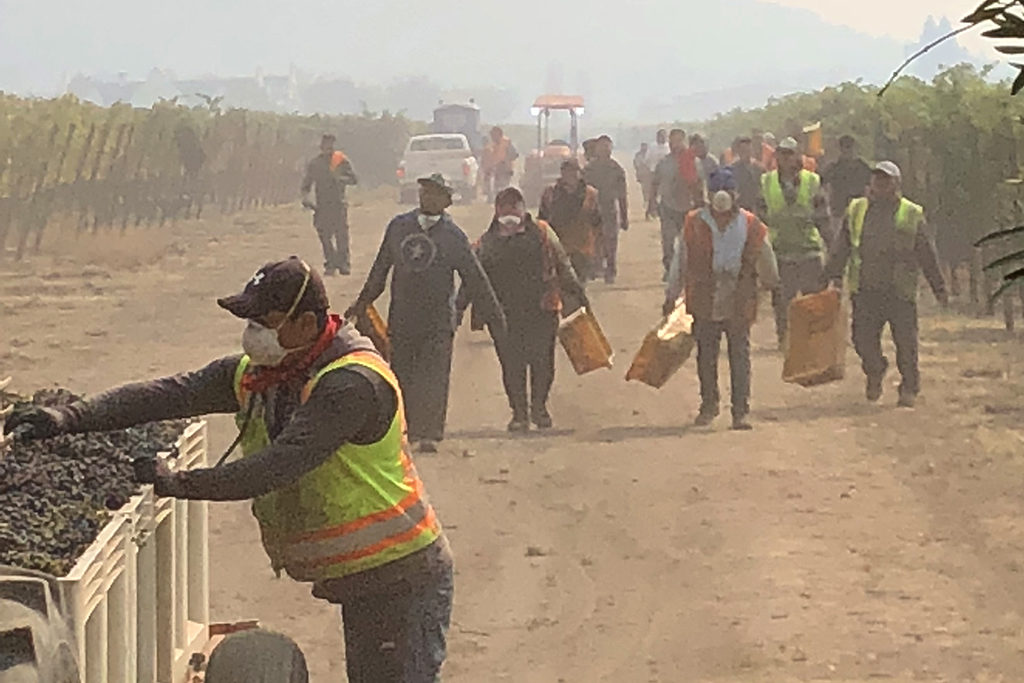 Vineyard Crew Hard at Work