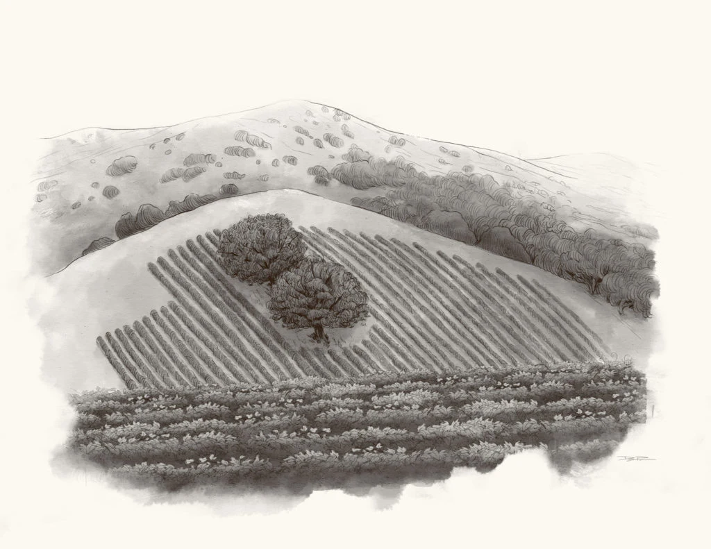 Angelo’s Hillside