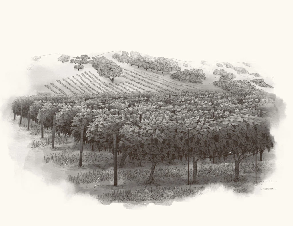 Block 2 Merlot