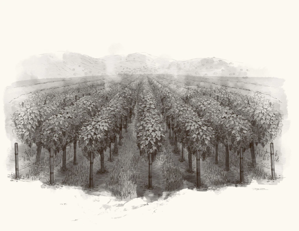 Block 3 Cabernet Sauvignon