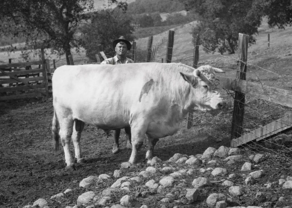 Countryside meats cow