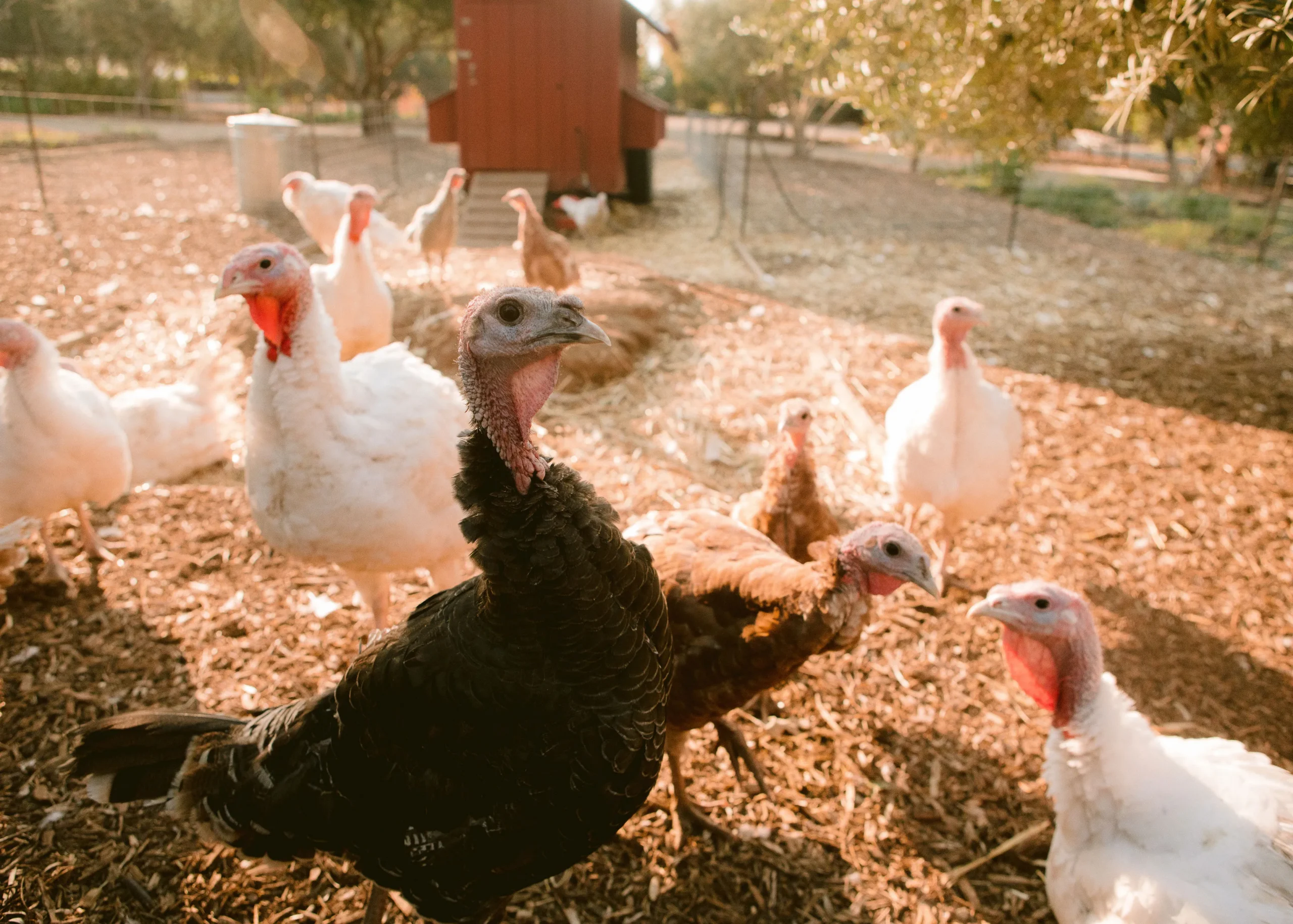 Chickens at Regusci