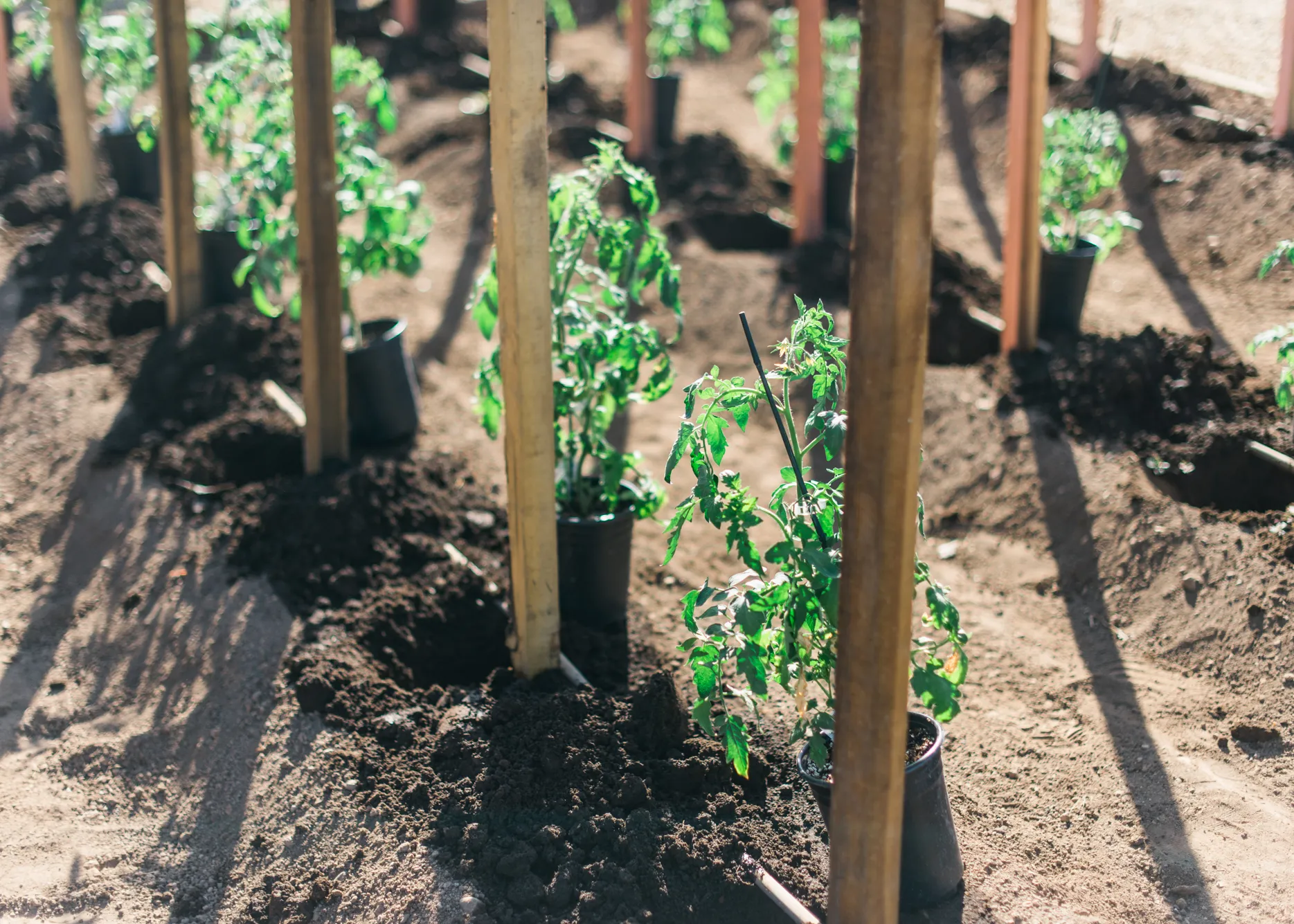 Young vine plants in the vineyard
