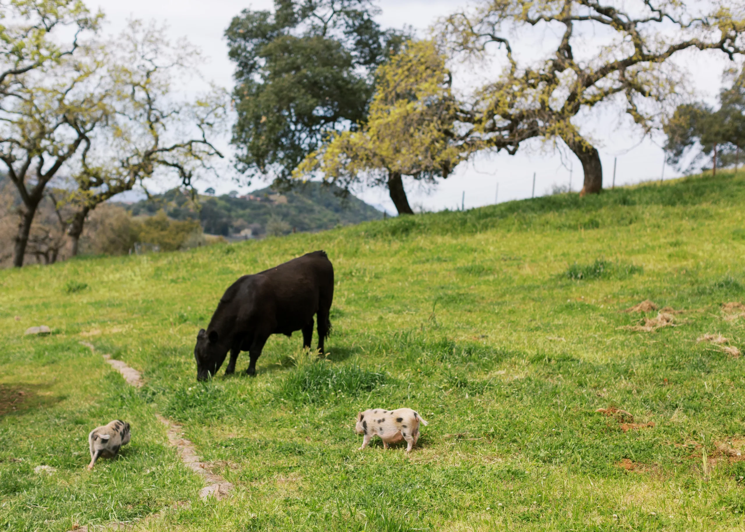 Cattle at Regusci Winery