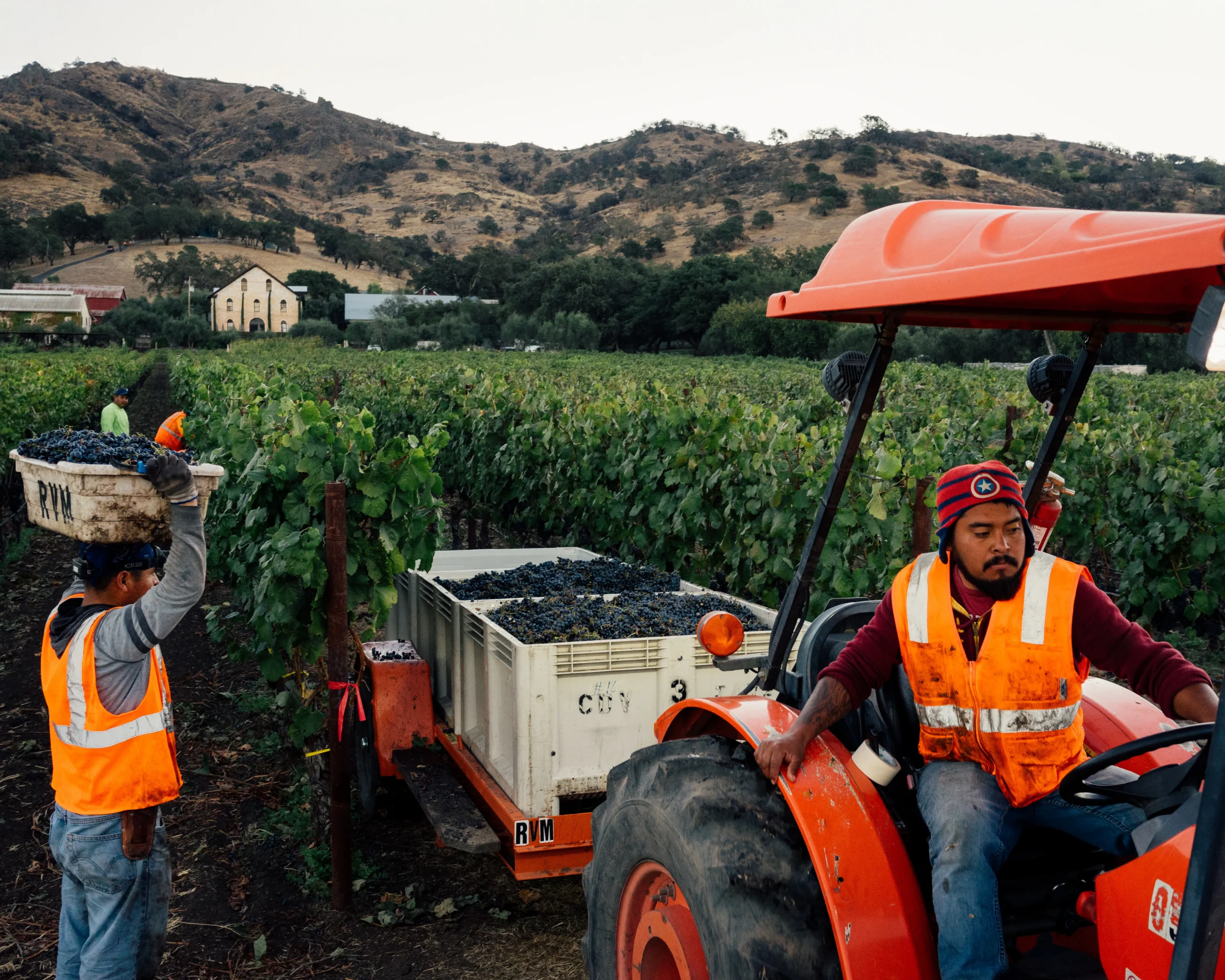 Workers in the vineyard at Regusci Winery